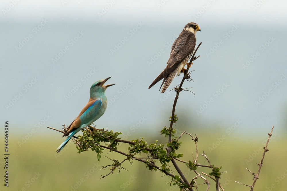 Faucon lanier,.Falco biarmicus, Lanner Falcon, Rollier d'Europe,.Coracias garrulus, European Roller Faucon lanier,.Falco biarmicus, Lanner Falcon, Rollier d'Europe,.Coracias garrulus, European Roller