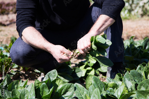 A farmer picking up spinachs from his organic garden photo