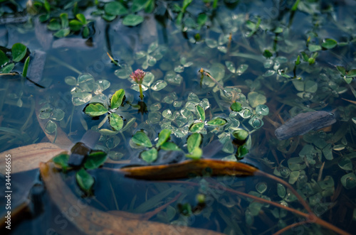 Green plants under water
