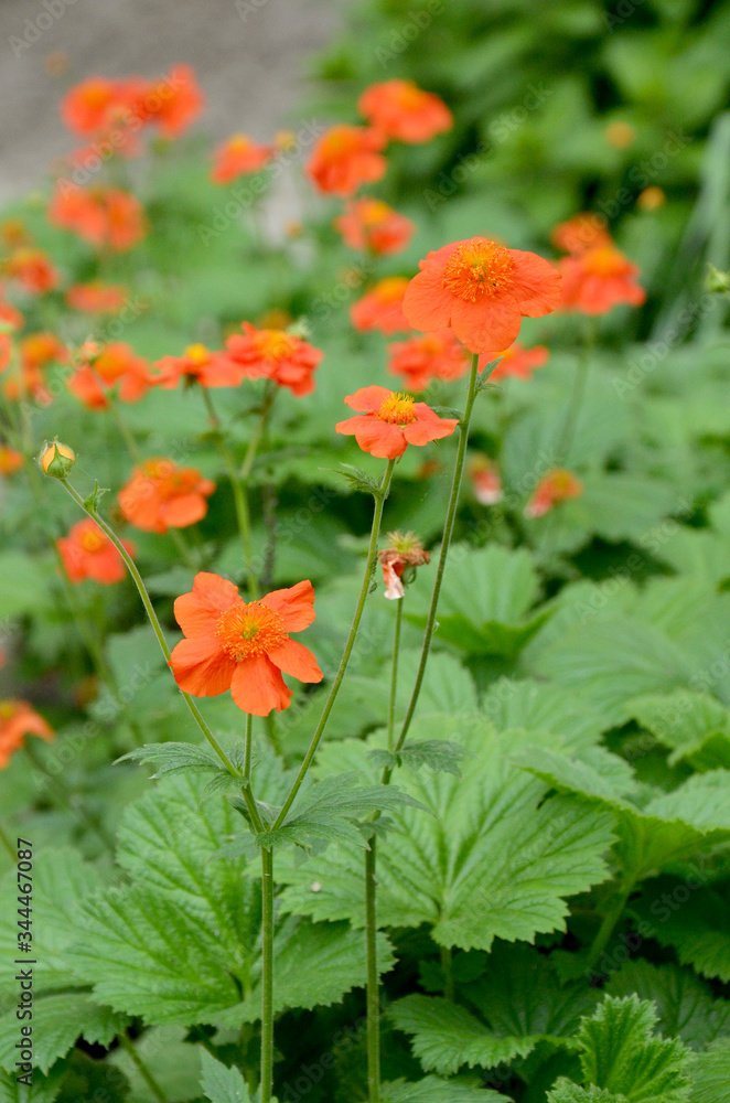 small orange flowers in the garden small orange flowers in the garden