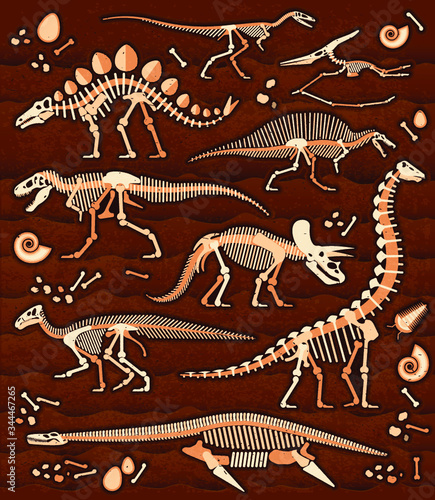 Dinosaur Fossils, Eggs, Bones & Skeletons