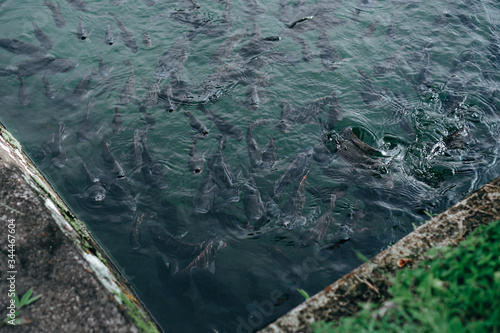 Photograph of a large pack of carps floating