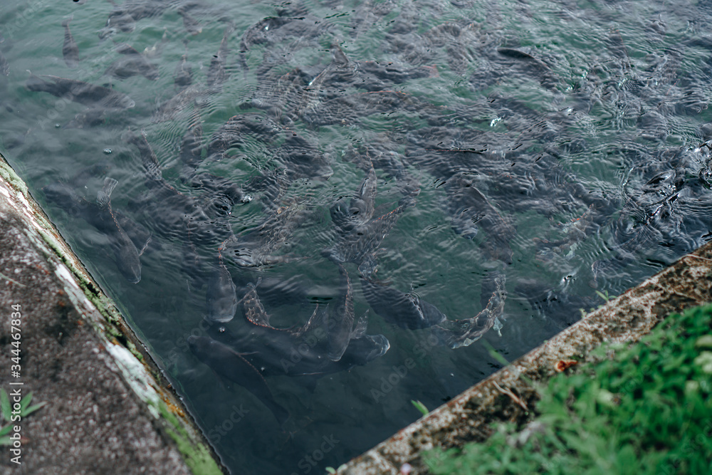 Photograph of a large pack of carps floating