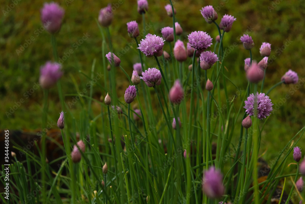 purple flowers in the field purple flowers in the field