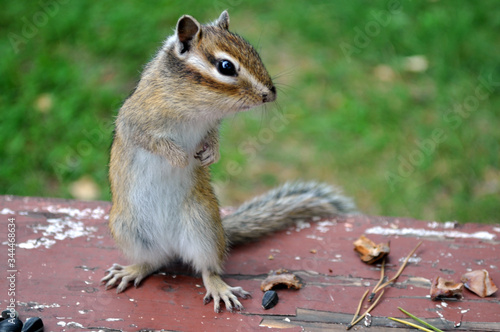 Chipmunk stands on its hind legs