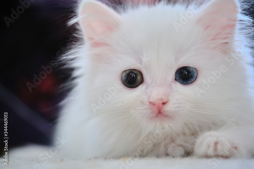 kitten with heterochromia close-up low light color