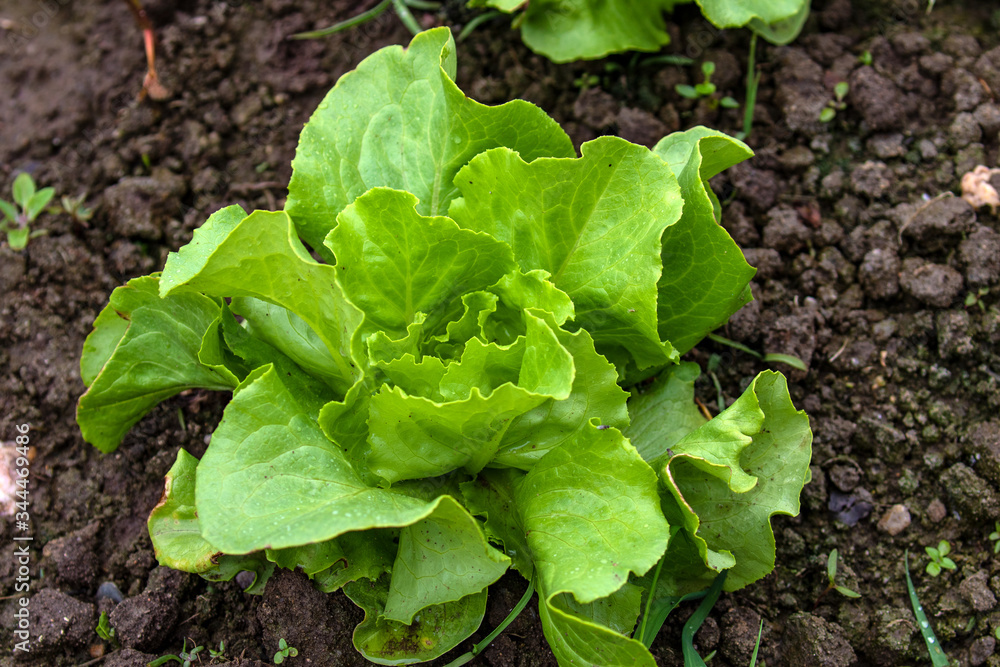 Junger Kopfsalat auf dem Feld Junger Kopfsalat auf dem Feld