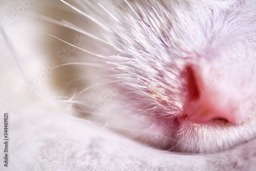cat's nose close-up macro color low light