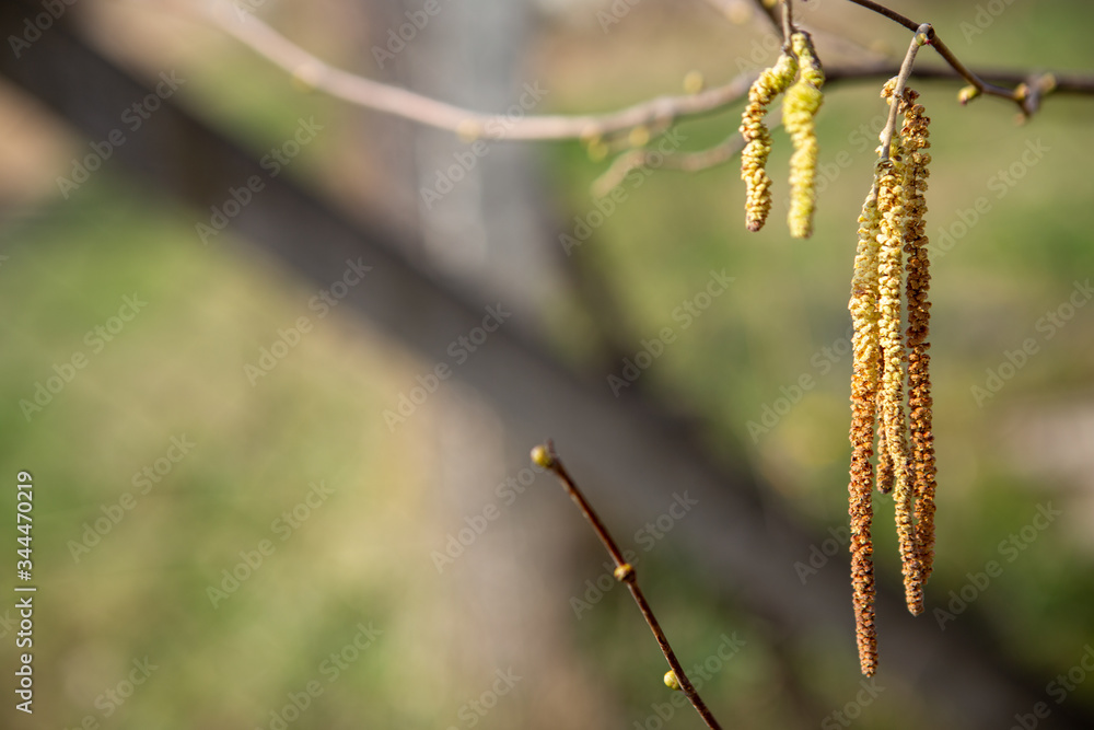 Hazelnut flowers. It's a beautiful spring day and the worlds are ready for pollination. Hazelnut flowers. It's a beautiful spring day and the worlds are ready for pollination.
