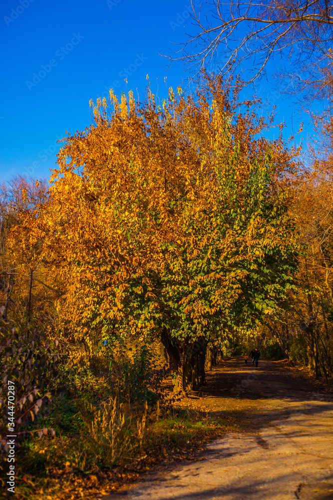 Fototapeta premium autumn landscape with trees
