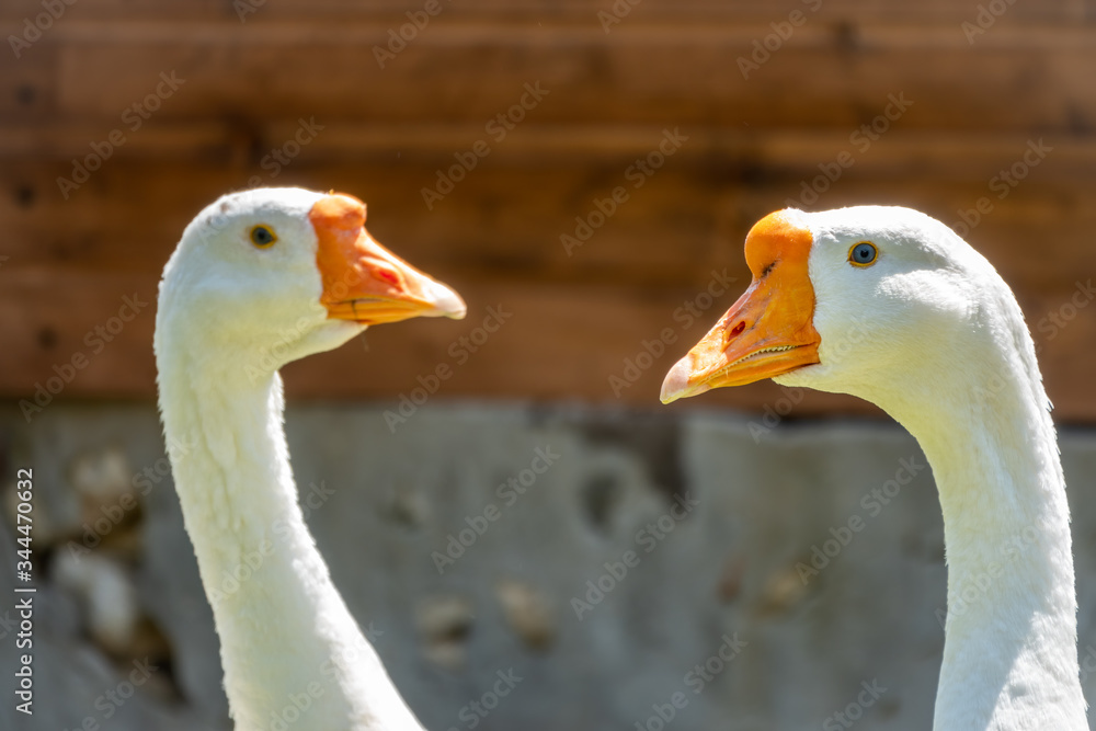 Portrait of two domesticated grey goose. Greylag goose or white goose Portrait of two domesticated grey goose. Greylag goose or white goose