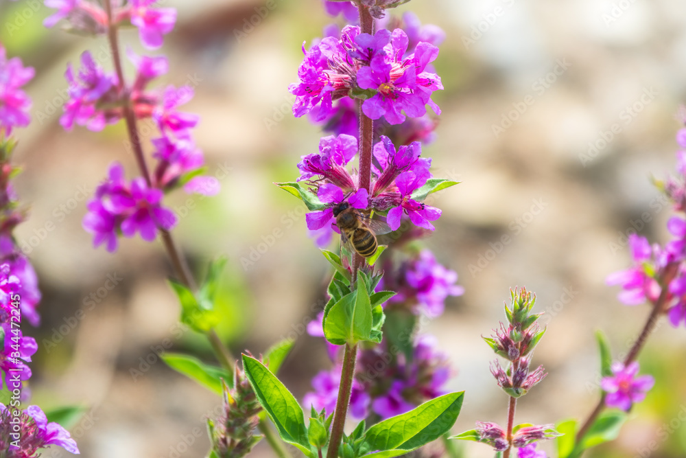 Summer Flowering Purple Loosestrife, Lythrum tomentosum on a green blured background. A bee collects nectar from bright purple flowers. Summer Flowering Purple Loosestrife, Lythrum tomentosum on a green blured background. A bee collects nectar from bright purple flowers.