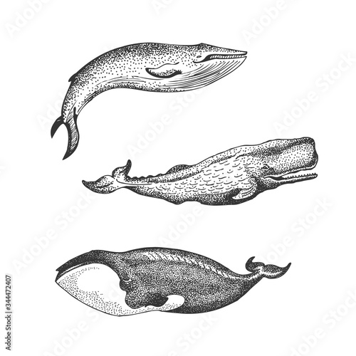 Graphical set of whales isolated on white background. Sperm whale, blue whale and Greenland right whale illustration, endangered marine animal concept. Educational wildlife design photo
