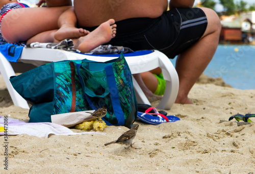 Sparrows on the beach among tourists