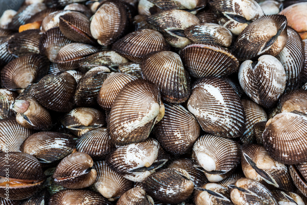 Fresh snails in food market, Vietnam