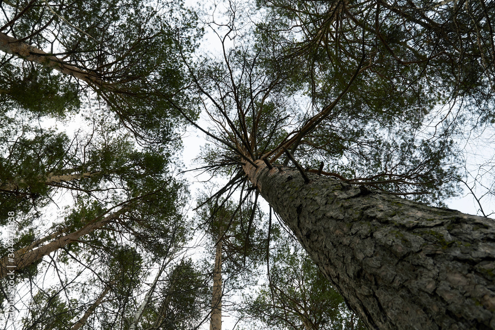 Fototapeta premium View from below on the trunks and tops of tall trees and the sky. Nature of the forest for traveling. Beautiful landscape of the forest area in the daytime