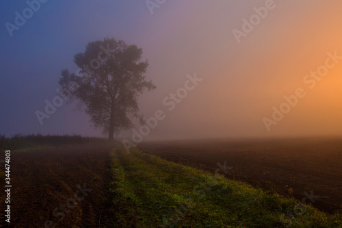 Single tree on a field in the morning fog