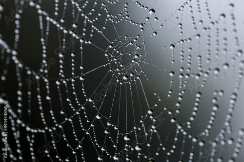 Dew drops on a spider web in black and white