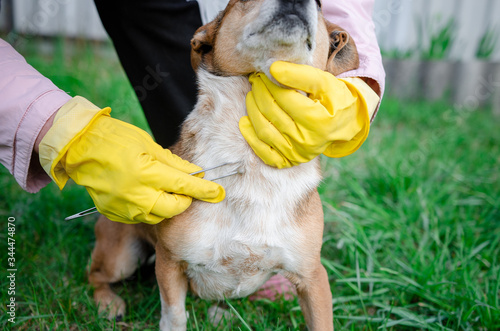 Closeup of human hands using silver 
tweezers to remove dog adult tick from the fur,dog health care concept. Veterinarian doctor removing a tick from dog - animal and pet veterinary care concept photo