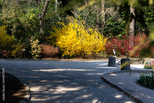 Alley in the spring blooming garden. Beautiful ornamental garden. Botanical garden in Crimea. Nikitskiy botanical garden. Decorative flowering shrubs. photo