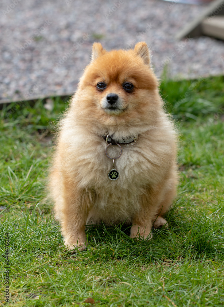 
Red Pomeranian on the green lawn