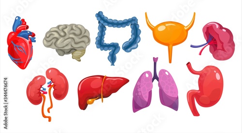 Set of colourful human internals in cartoon style vector illustration. Intestine heart brain lug liver stomach and gall bladder. Anatomy and biology concept. Isolated on white background
