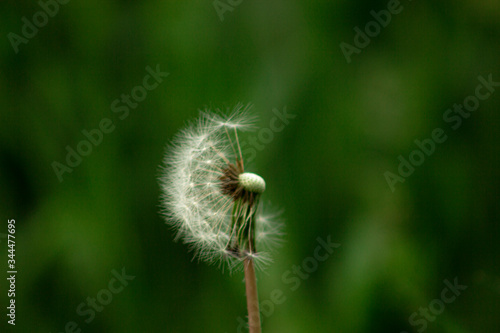 dandelion