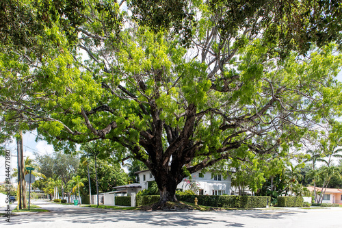 Overgrown Mangrove tree on Residential street  Miami  Florida