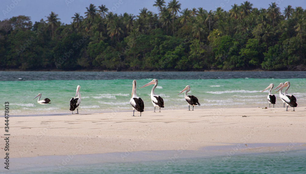 A Pod of Pelicans In A Small Island
