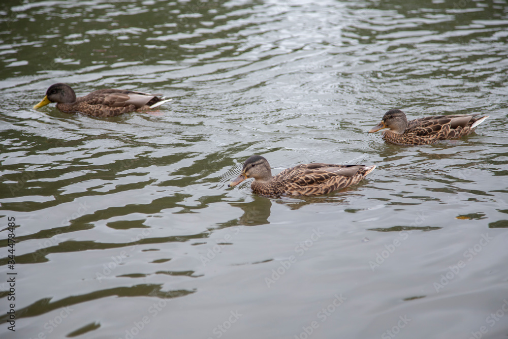 Ducks on Dunajec river in National Park of Pieniny Ducks on Dunajec river in National Park of Pieniny
