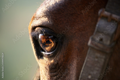Close up portrait of the eye of a horse with the sunset light