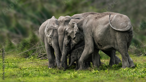 Protecting their new born 