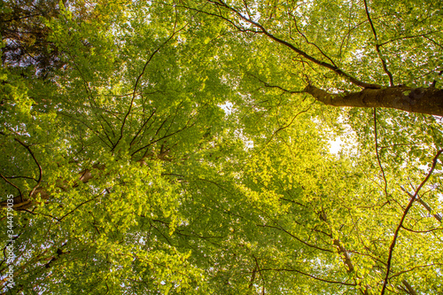 Baumkronen im Wald © angelo esslinger