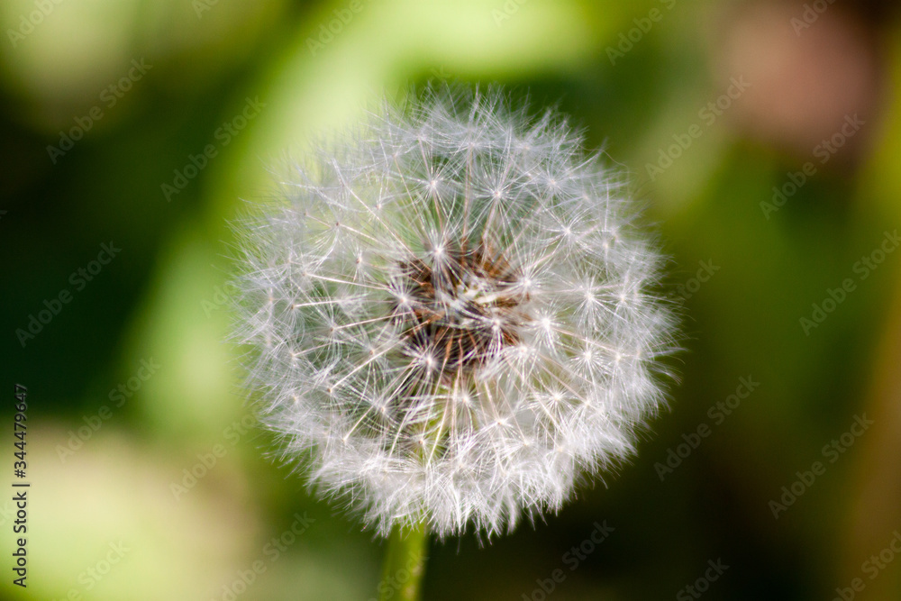 dandelion on green background