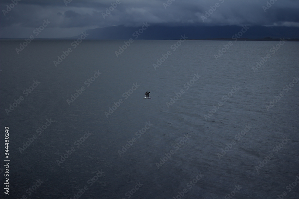 A solitary seagull in the stormy gray sky in Iceland A solitary seagull in the stormy gray sky in Iceland