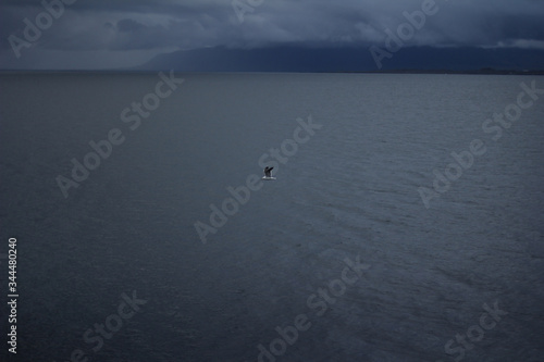 A solitary seagull in the stormy gray sky in Iceland
