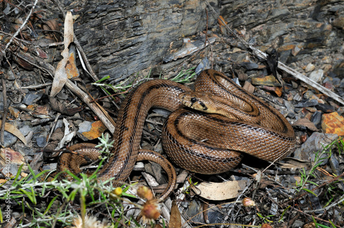 Ladder snake / Treppennatter (Zamenis scalaris, Rhinechis scalaris, Elaphe scalaris) - Algarve, Portugal photo