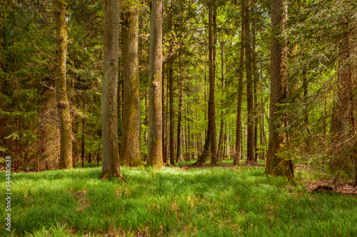 Fototapeta Naklejka Na Ścianę i Meble -  Waldmotiv