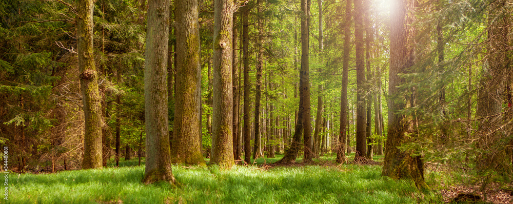 Fototapeta premium Wald