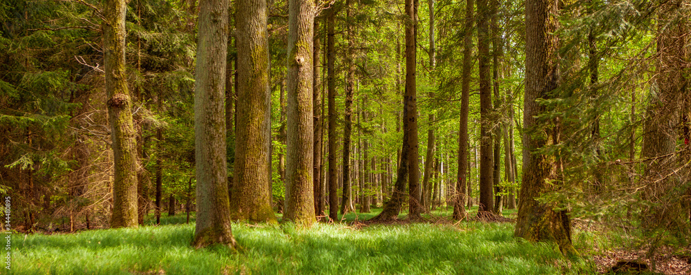 Obraz premium Waldmotiv