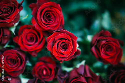 many red roses