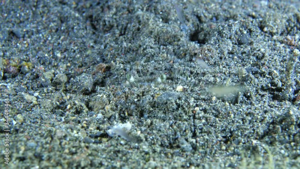 A crab buries in the sand. Underwater macro 4k video. Night diving in Tulamben, Bali, Indonesia. A crab buries in the sand. Underwater macro 4k video. Night diving in Tulamben, Bali, Indonesia.