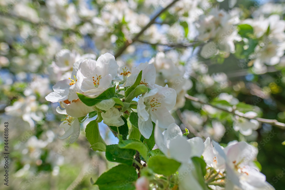 blooming apple tree in the garden. Spring time blooming apple tree in the garden. Spring time