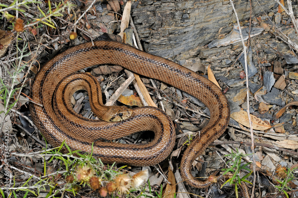 Ladder snake / Treppennatter (Zamenis scalaris, Rhinechis scalaris