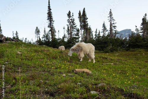 Two mountains goat feeding in the early morning shadows in the Glacier National Park with fir trees and blue sky photo