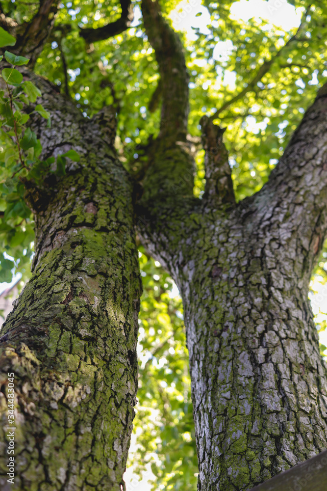 tree trunk with green leaves