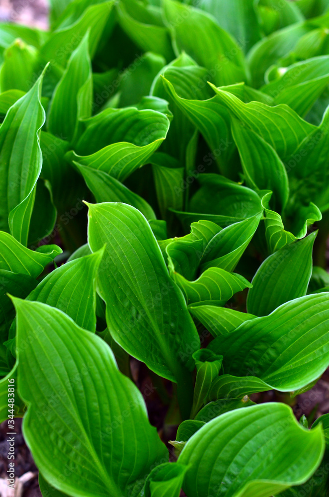 Green lily of the valley leaves without flowers. Green background. Green lily of the valley leaves without flowers. Green background.