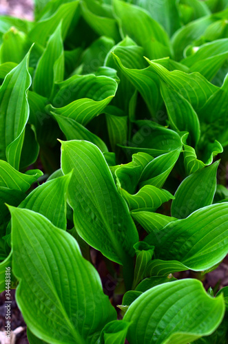 Green lily of the valley leaves without flowers. Green background.