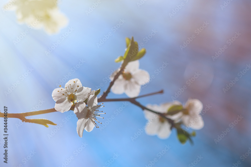 custom made wallpaper toronto digitalCherry blossoms over blurred nature background. Spring flowers. Spring Background with bokeh