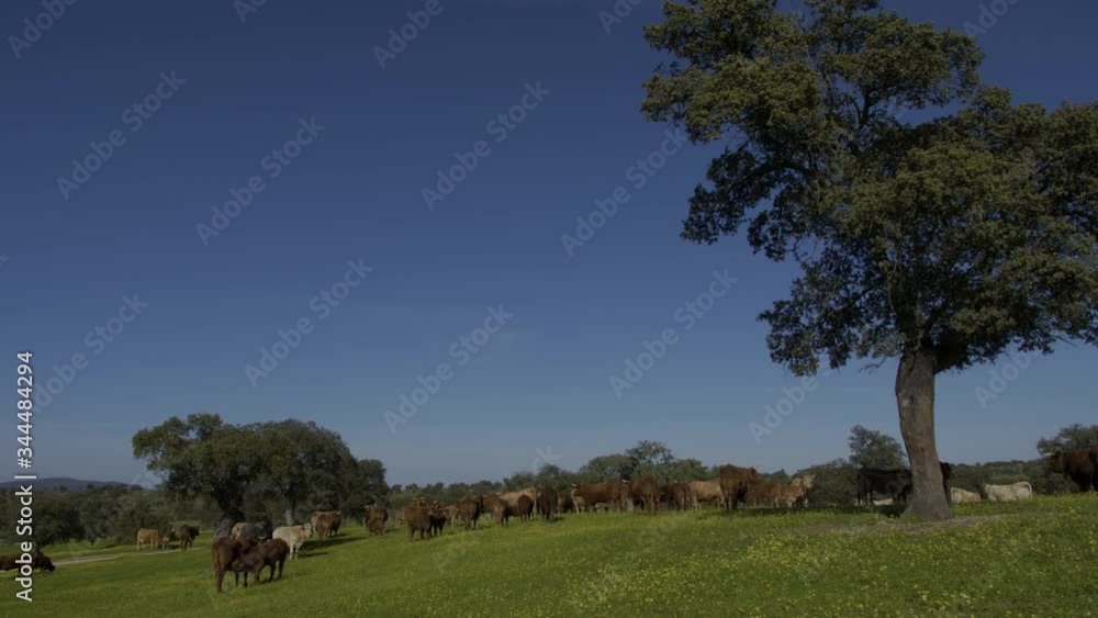 Retinta breed calves grazing in the spring of the Pedroches Valley. Limousin. Angus Retinta breed calves grazing in the spring of the Pedroches Valley. Limousin. Angus